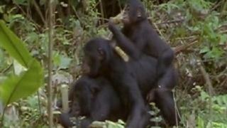 Kamer zeig tuns den Akt im Inneren 2